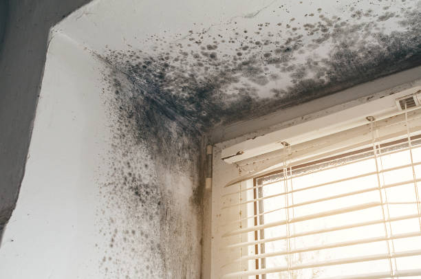 Affordable Mold Remediation solutions in Fountain, CO